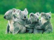 koalaconga.jpg